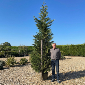 Cupressocyp Leylandii 300cm - 350cm