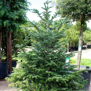 Abies Nordmanniana (360cm - 440cm)