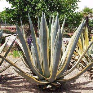 Agave Variegata 100cm - 120cm