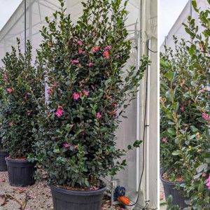 Camellia Sasanqua 150cm - 170cm