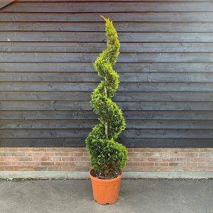 Cupr Ley Goldrider Spiral 180cm - 240cm