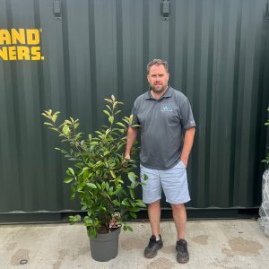 Photinia Red Robin (Approx 110cm - 130cm)