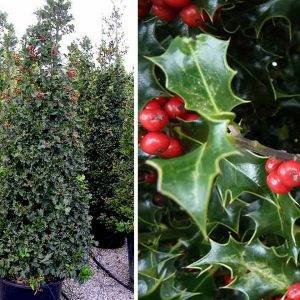 Ilex AQ Aurea Margin (Cone) Approx 180cm - 220cm