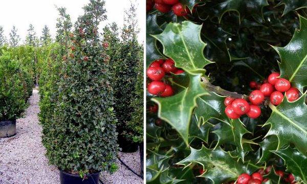 Ilex AQ Aurea Margin (Cone) Approx 180cm - 220cm