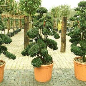 Ilex CR Kimne Bonsai 140cm - 170cm