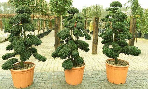 Ilex CR Kimne Bonsai 140cm - 170cm