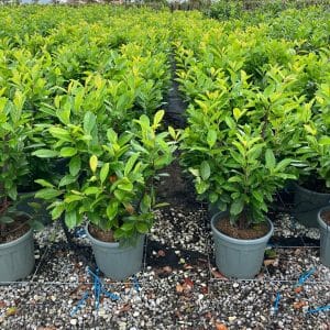 Cherry Laurel Hedging - Prunus laurocerasus Rotundifolia - (Approx 150cm - 160cm) 20L Pot