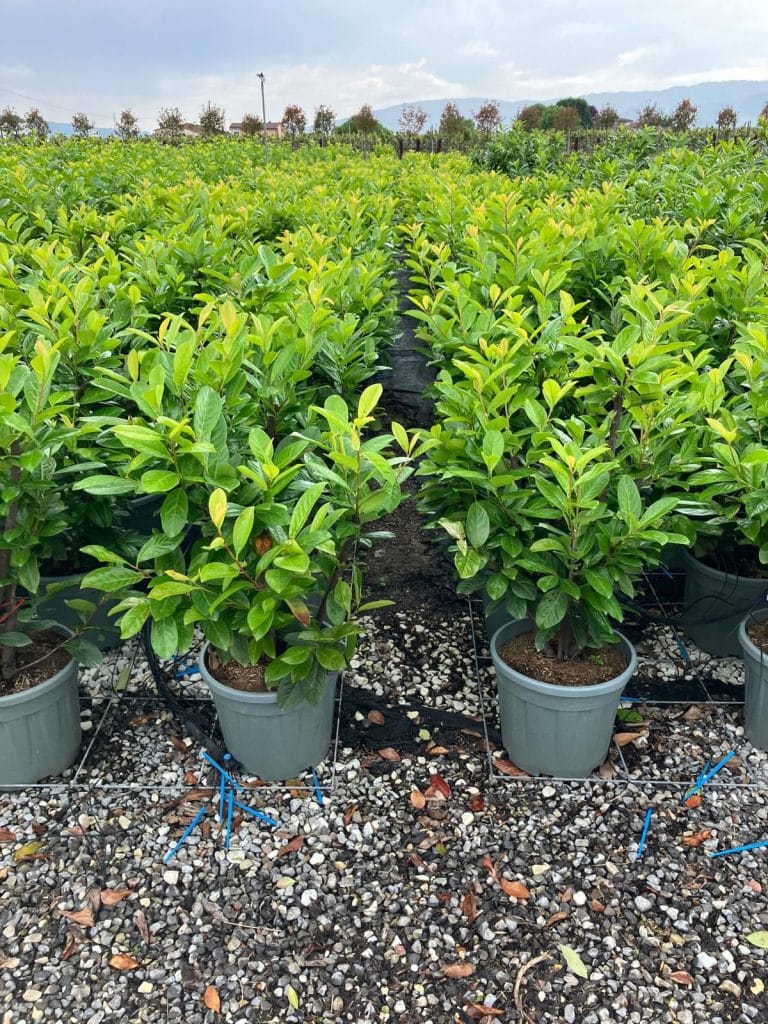 Cherry Laurel Hedge (150cm - 165cm)