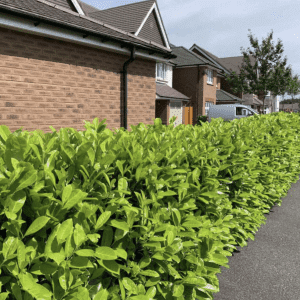 Cherry Laurel Hedging - Prunus laurocerasus Rotundifolia  - Approx 150cm - 160cm