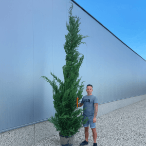 Cupressocyp Leylandii 300cm - 350cm