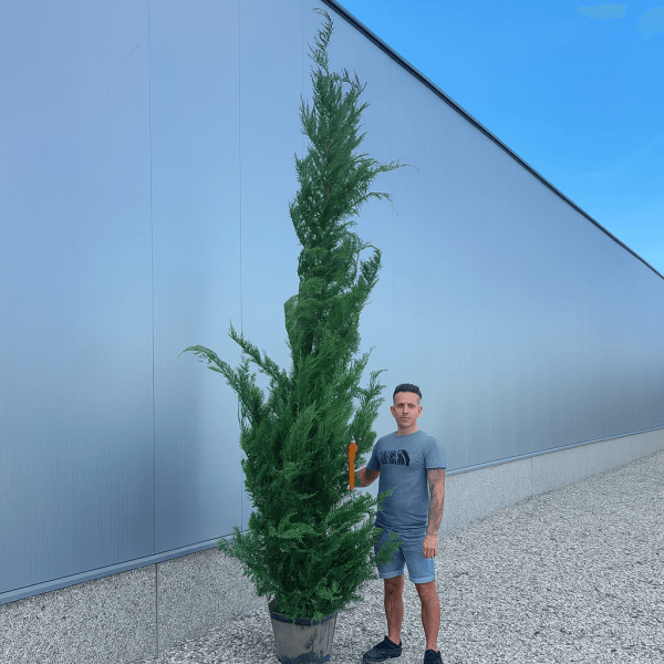 Cupressocyp Leylandii 300cm - 350cm