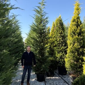 Conifer Tree (Cupressocyp Leylandii)