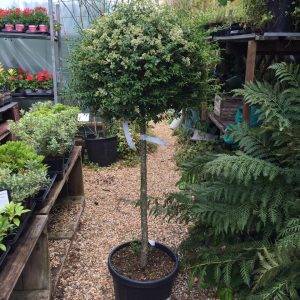 Ligustrum Jonandrum Trioba 165cm - 200cm