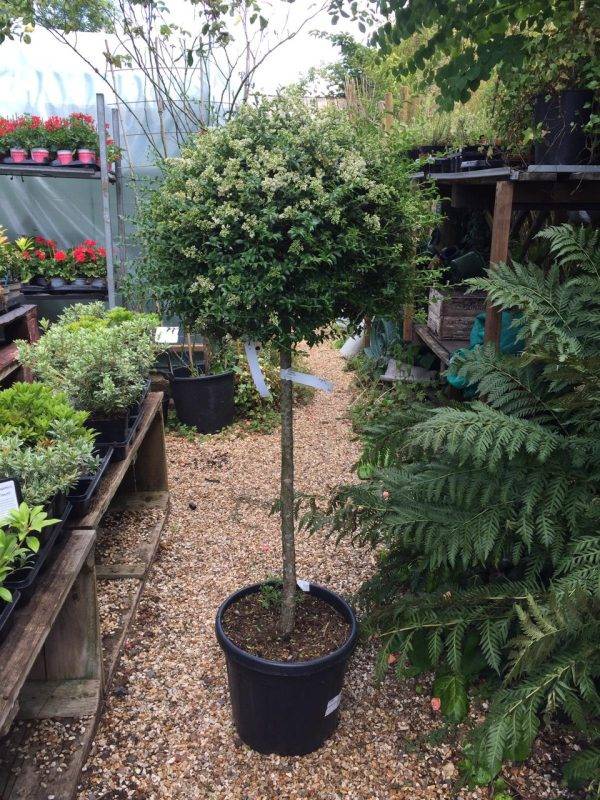 Ligustrum Jonandrum Trioba 165cm - 200cm