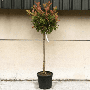 Photinia FR Red Robin 165cm - 195cm