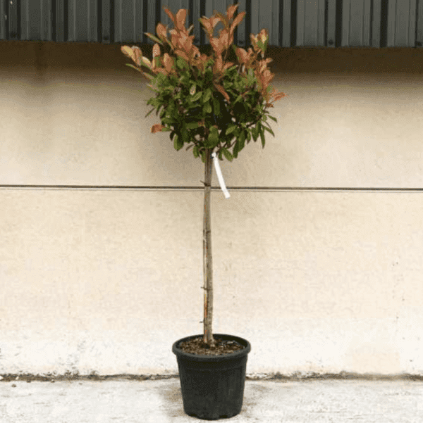 Photinia FR Red Robin 165cm - 195cm