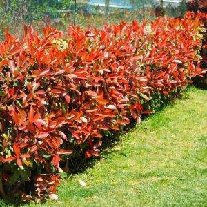Photinia Red Robin (Approx 110cm - 130cm)