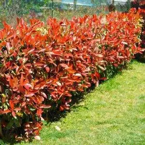 Photinia Red Robin (Approx 130cm - 150cm)