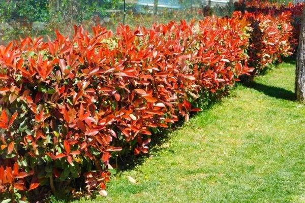 Photinia Red Robin (Approx 150cm - 170cm)