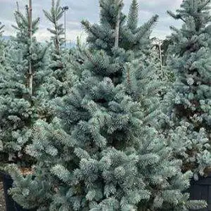 Picea PU Fat Albert  Approx 330cm -370cm