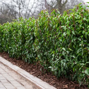 Prunus Lusitanica Portuguese Laurel (Approx 110cm - 120cm)