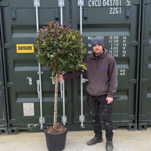 Photinia Red Robin Lollipop 150cm - 170cm
