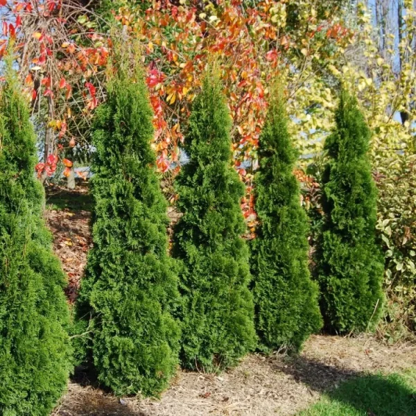 Thuja OC Smaragd 160cm - 190cm
