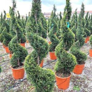 Thuja OC Smaragd Spiral Approx 270cm - 330cm