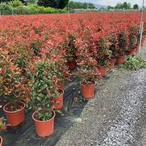 Photinia Red Robin (Approx 110cm - 130cm)