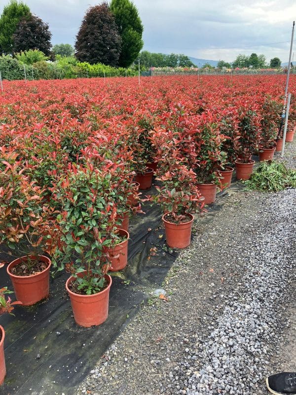 Photinia Red Robin (Approx 110cm - 130cm)