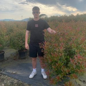 Photinia Red Robin (Approx 130cm - 150cm)