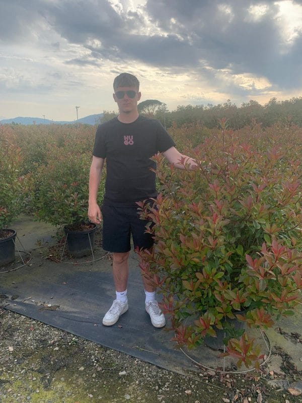 Photinia Red Robin (Approx 130cm - 150cm)