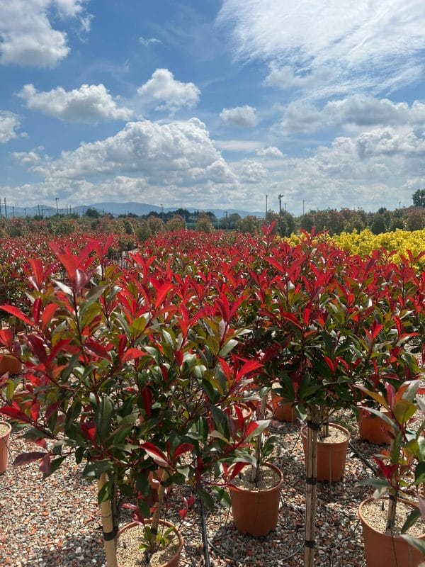 Photinia Red Robin (Approx 110cm - 130cm) - Image 5
