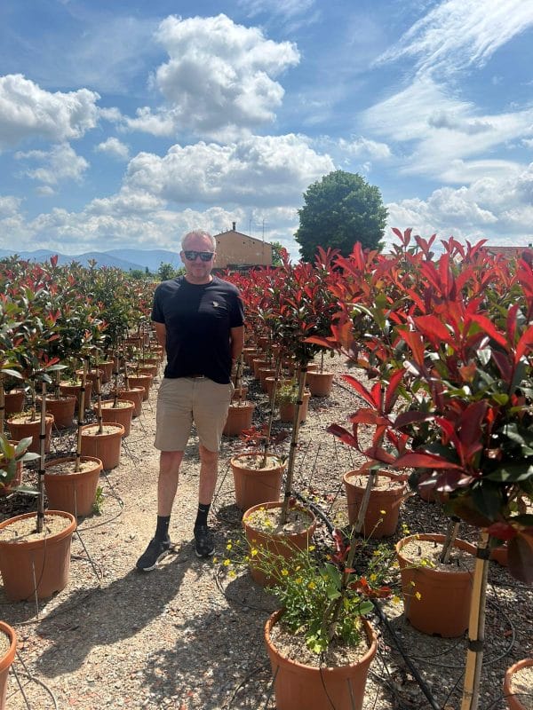 Photinia FR Red Robin 165cm - 195cm - Image 4