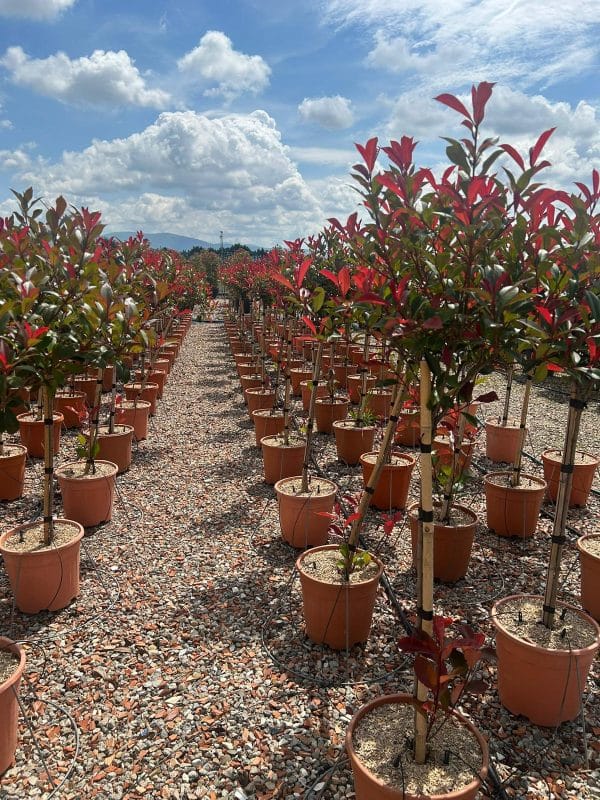 Photinia FR Red Robin 165cm - 195cm - Image 3