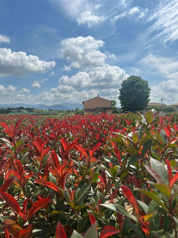 Photinia Red Robin (Approx 110cm - 130cm) - Image 2