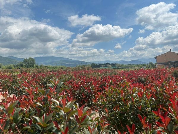 Photinia Red Robin (Approx 110cm - 130cm) - Image 3