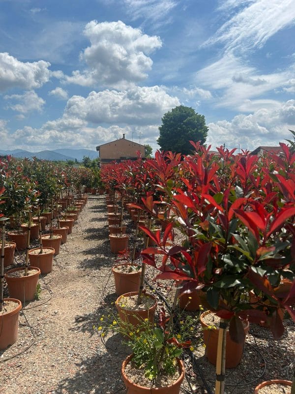 Photinia Red Robin (Approx 110cm - 130cm) - Image 4