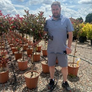 Photinia FR Red Robin 165cm - 195cm