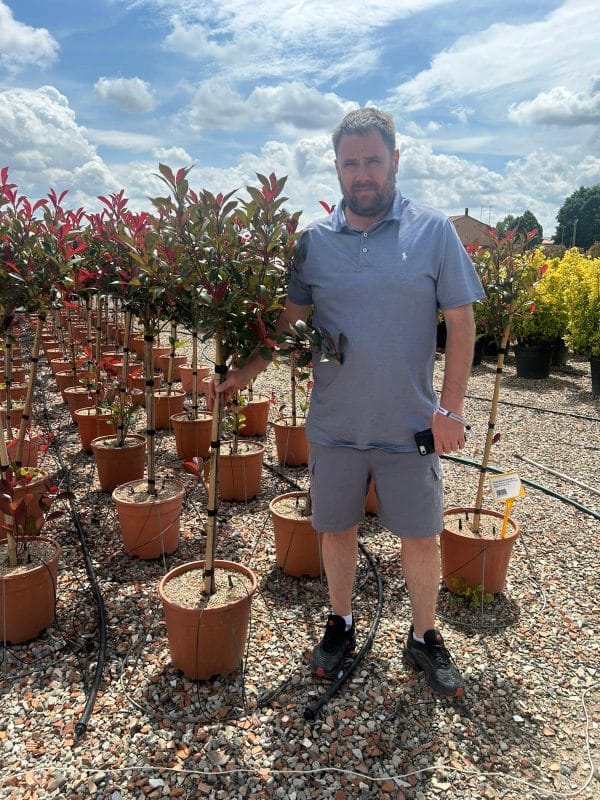 Photinia FR Red Robin 165cm - 195cm