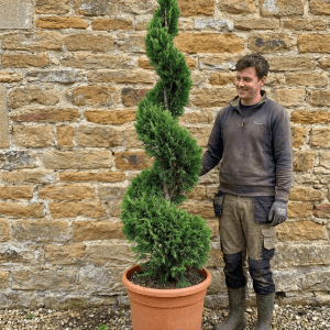 Thuja OC Smaragd Spiral (270cm - 330cm)