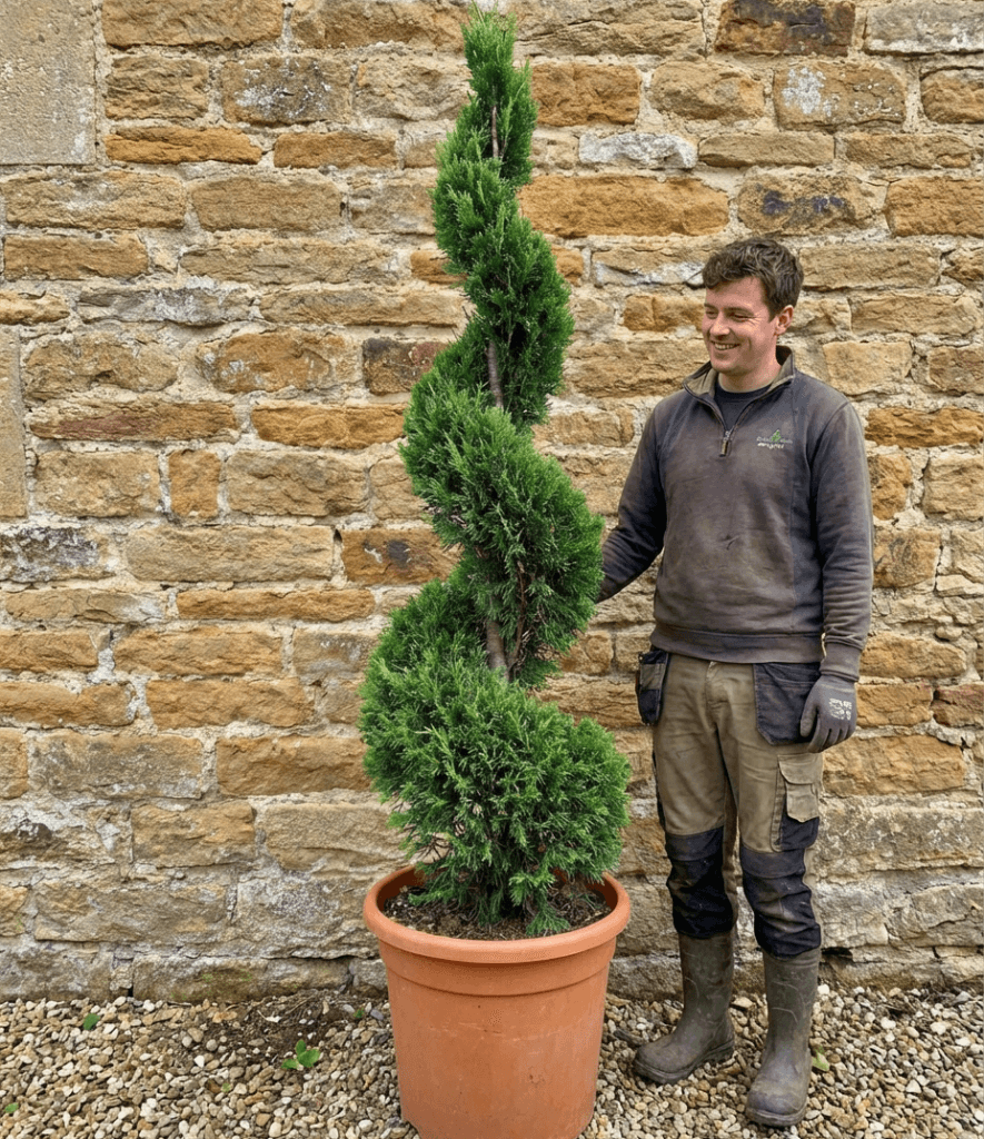 Thuja OC Smaragd Spiral (270cm - 330cm)