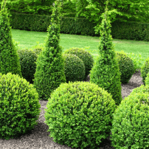 Shrubs