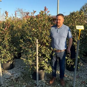 Photinia Red Robin (Approx 130cm - 150cm)