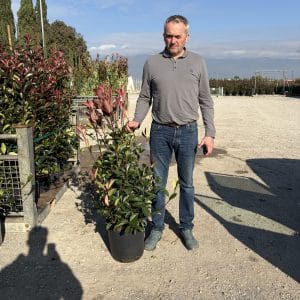 Photinia Red Robin (Approx 110cm - 130cm)