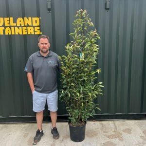 Photinia Red Robin (Approx 150cm - 170cm)