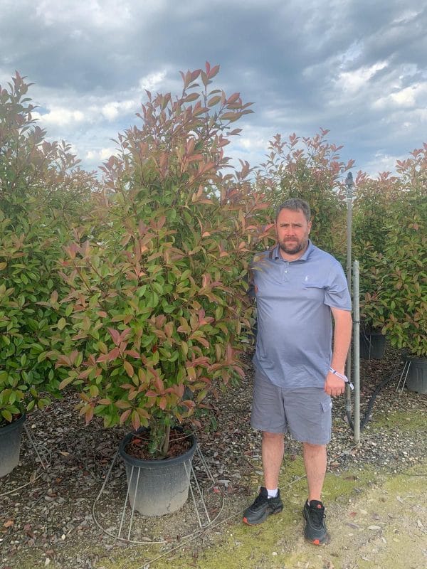 Photinia Red Robin (Approx 150cm - 170cm)