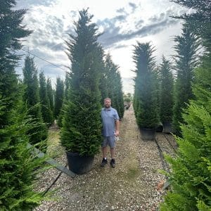 Cupressocyp Leyandii 300cm - 350cm