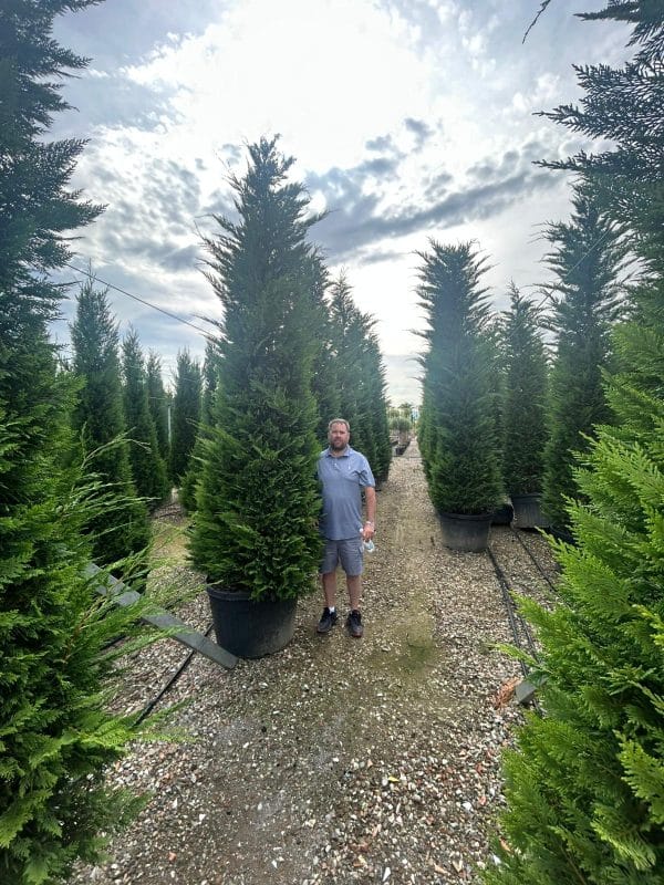 Cupressocyp Leyandii 300cm - 350cm
