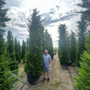 Cupressocyp Leylandii 300cm - 350cm